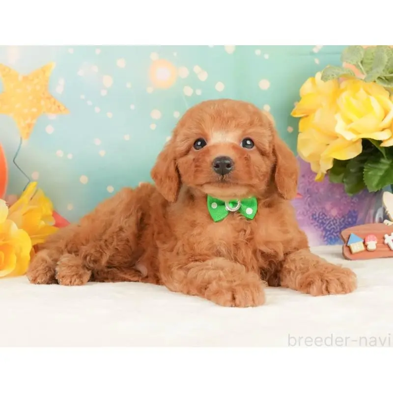 販売中の静岡県のトイプードル-452505の6枚目