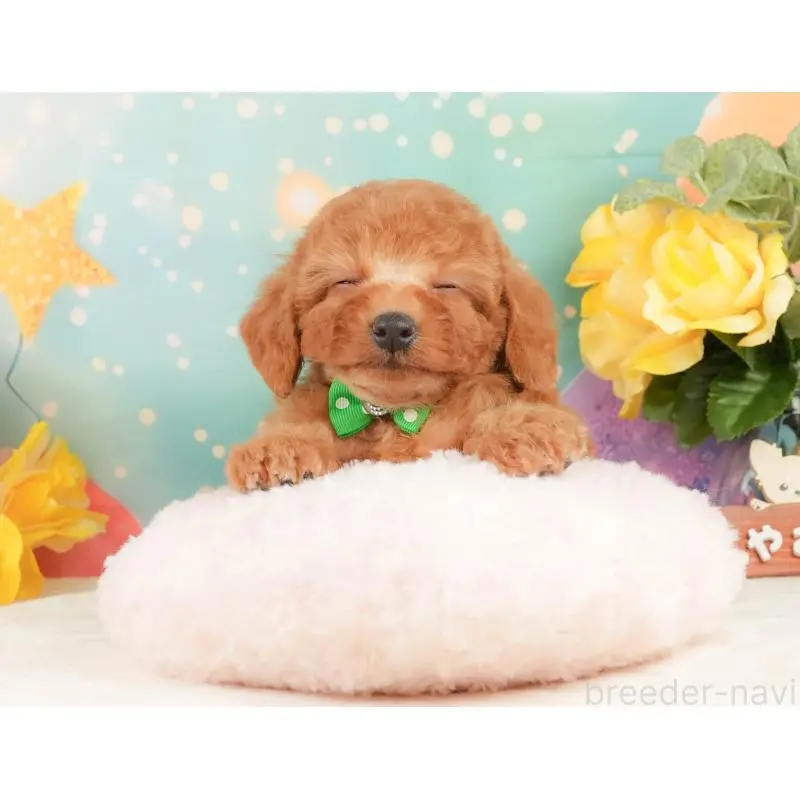 販売中の静岡県のトイプードル-452505の5枚目