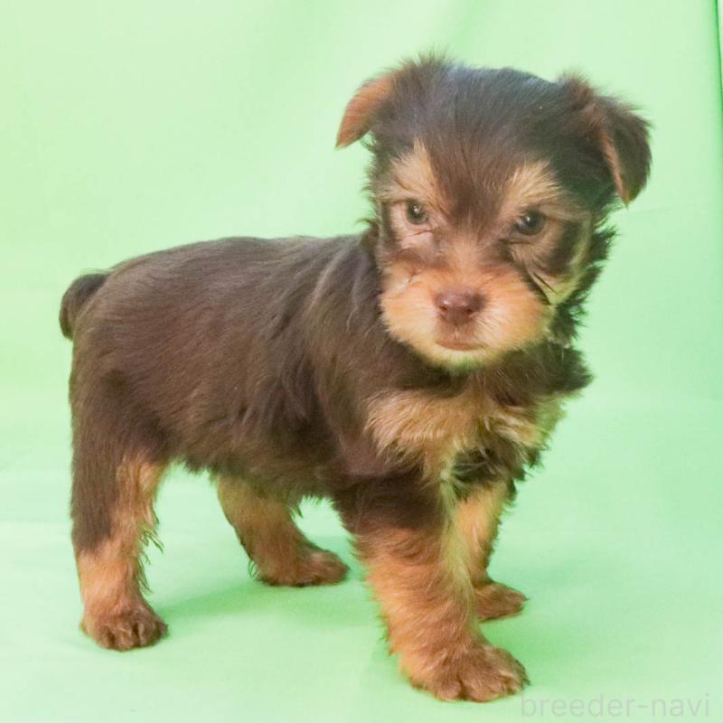 成約済の愛知県のヨークシャーテリア-444258の3枚目