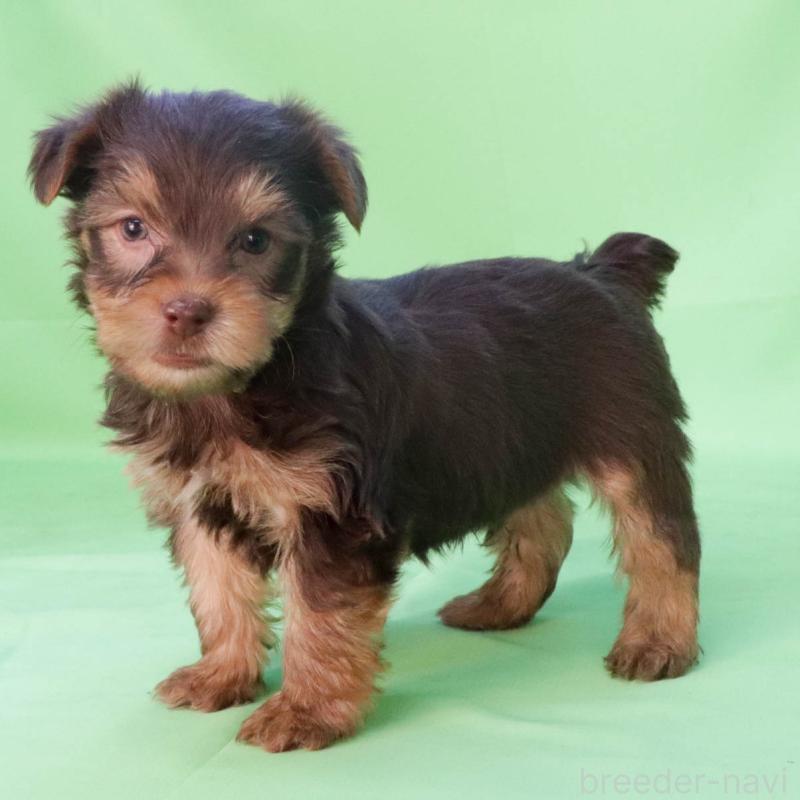 成約済の愛知県のヨークシャーテリア-444258の2枚目