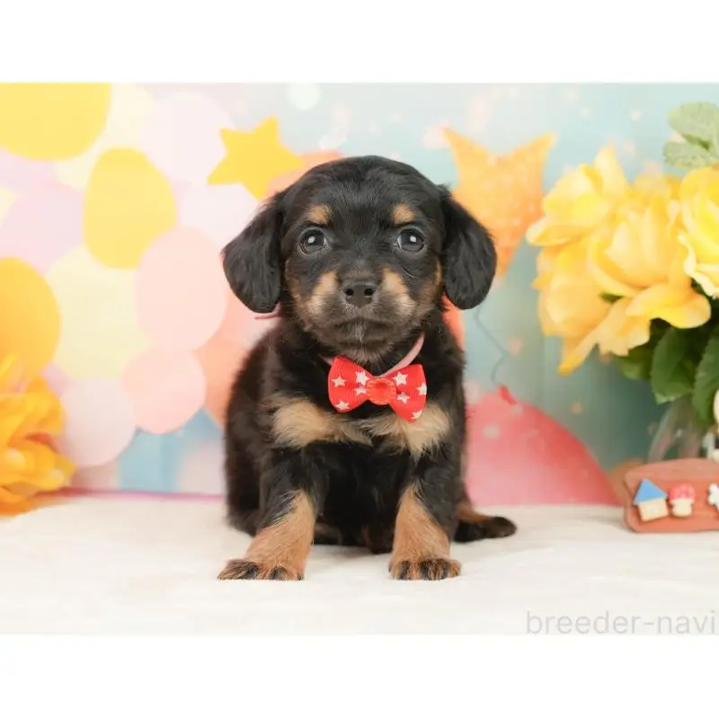 販売中の静岡県のチワックス:チワワ×ミニチュアダックスフンド-452509の11枚目