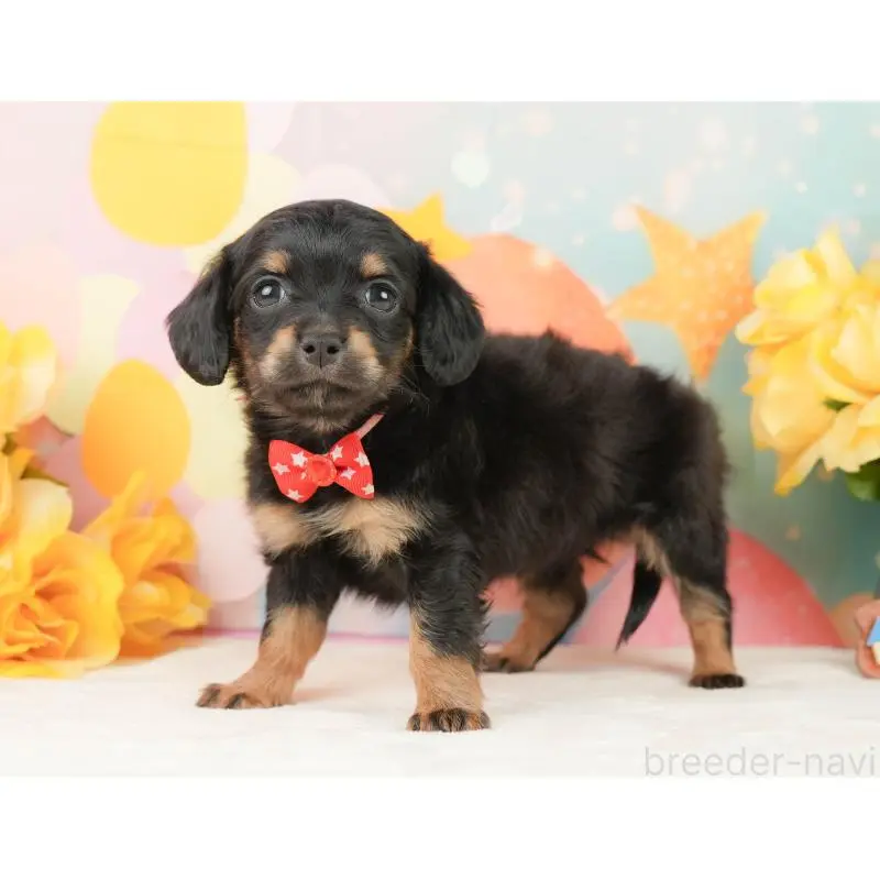 販売中の静岡県のチワックス:チワワ×ミニチュアダックスフンド-452509の10枚目