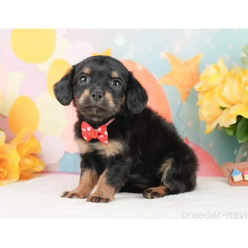 販売中の静岡県のチワックス:チワワ×ミニチュアダックスフンド-452509の9枚目