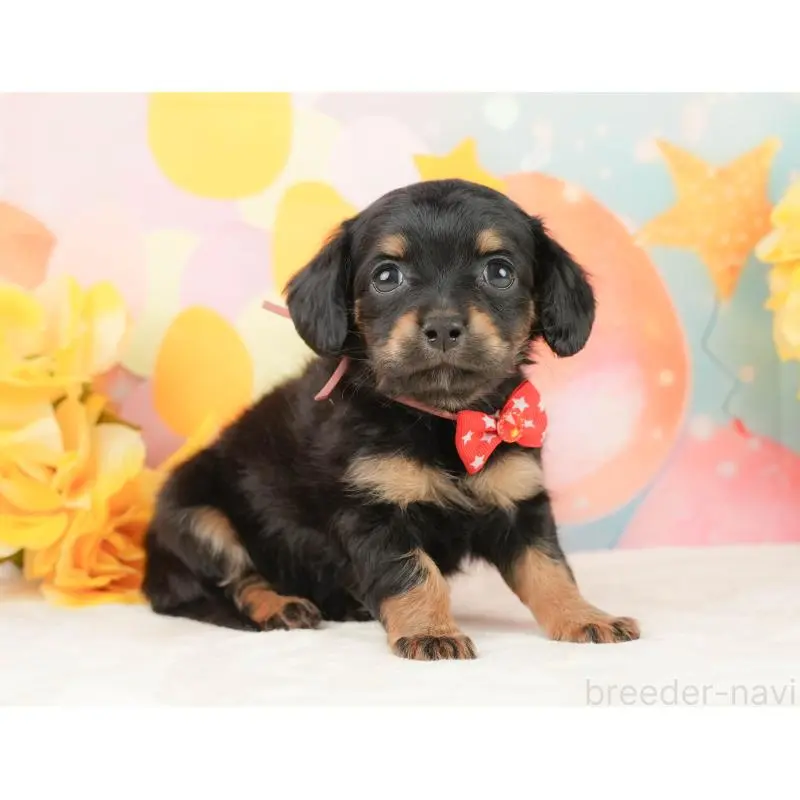 販売中の静岡県のチワックス:チワワ×ミニチュアダックスフンド-452509の8枚目