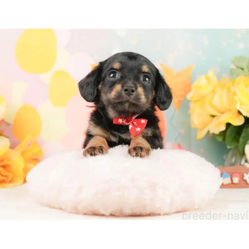 販売中の静岡県のチワックス:チワワ×ミニチュアダックスフンド-452509の7枚目