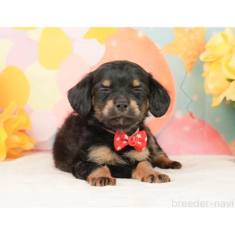 販売中の静岡県のチワックス:チワワ×ミニチュアダックスフンド-452509の6枚目