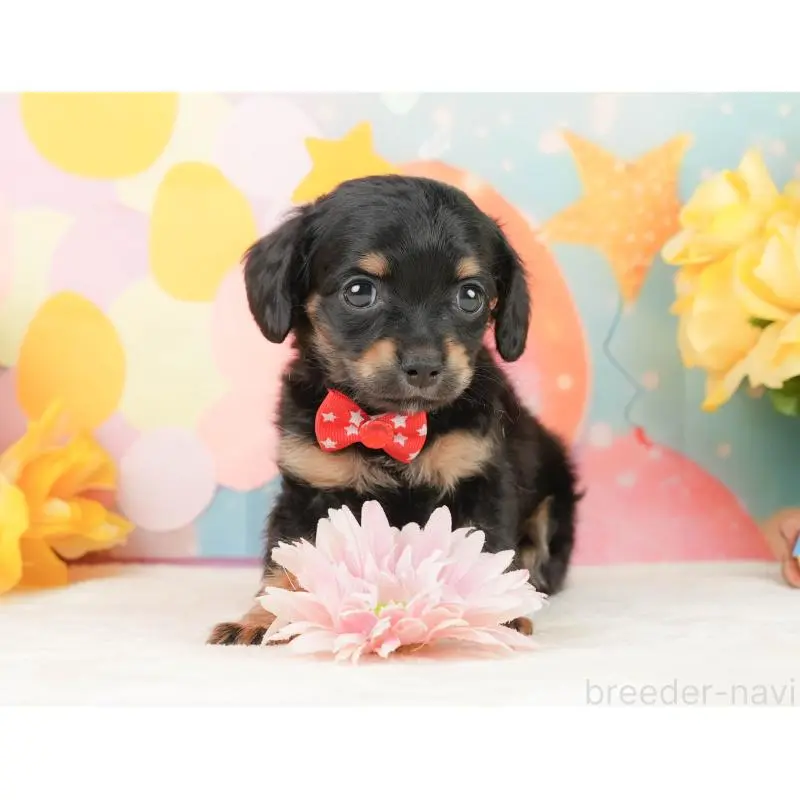 販売中の静岡県のチワックス:チワワ×ミニチュアダックスフンド-452509の5枚目