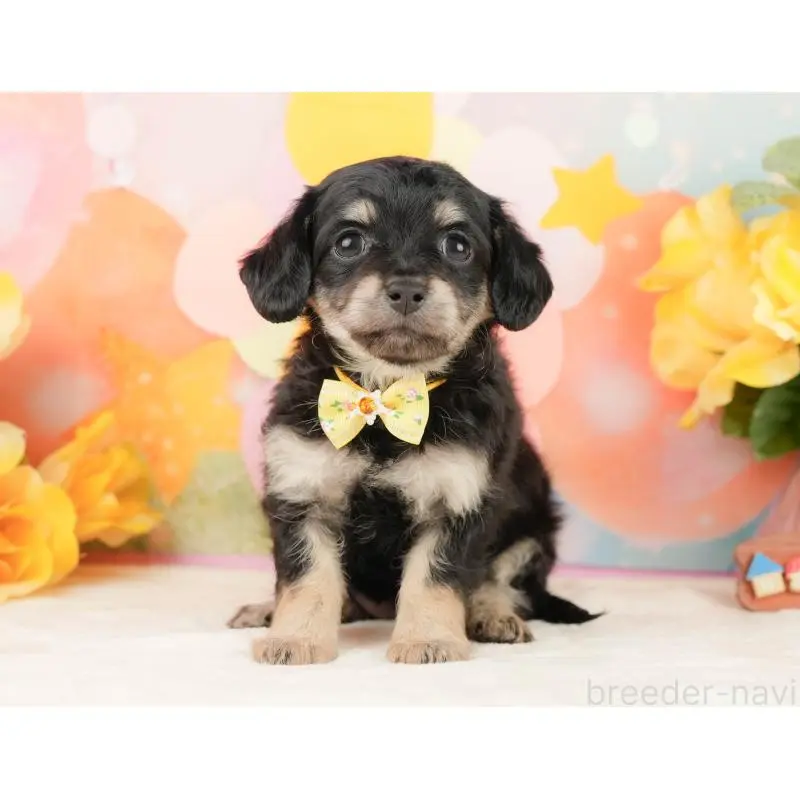 販売中の静岡県のチワックス:チワワ×ミニチュアダックスフンド-452514の11枚目