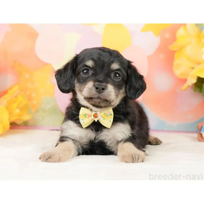 販売中の静岡県のチワックス:チワワ×ミニチュアダックスフンド-452514の10枚目