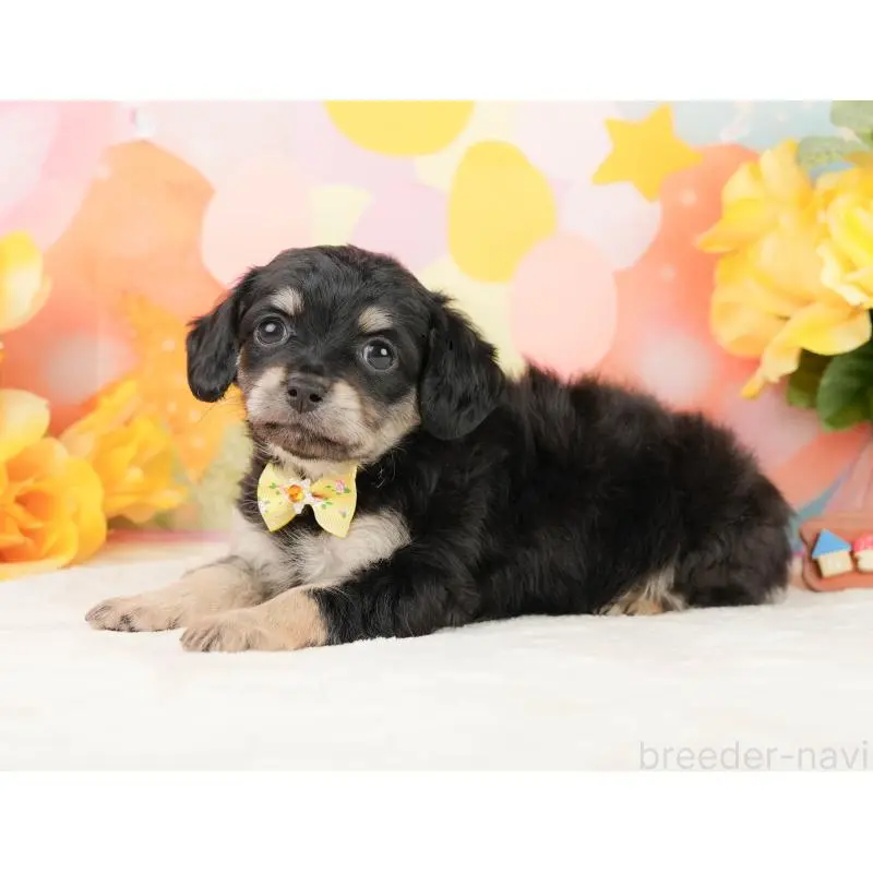 販売中の静岡県のチワックス:チワワ×ミニチュアダックスフンド-452514の9枚目