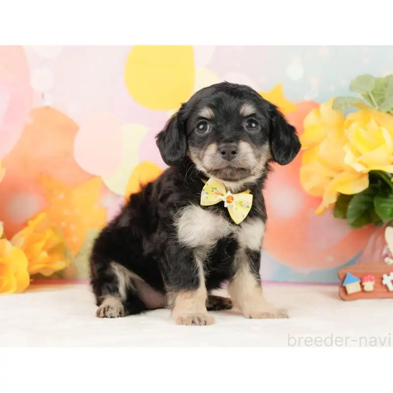 販売中の静岡県のチワックス:チワワ×ミニチュアダックスフンド-452514の8枚目