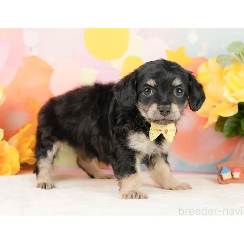 販売中の静岡県のチワックス:チワワ×ミニチュアダックスフンド-452514の7枚目