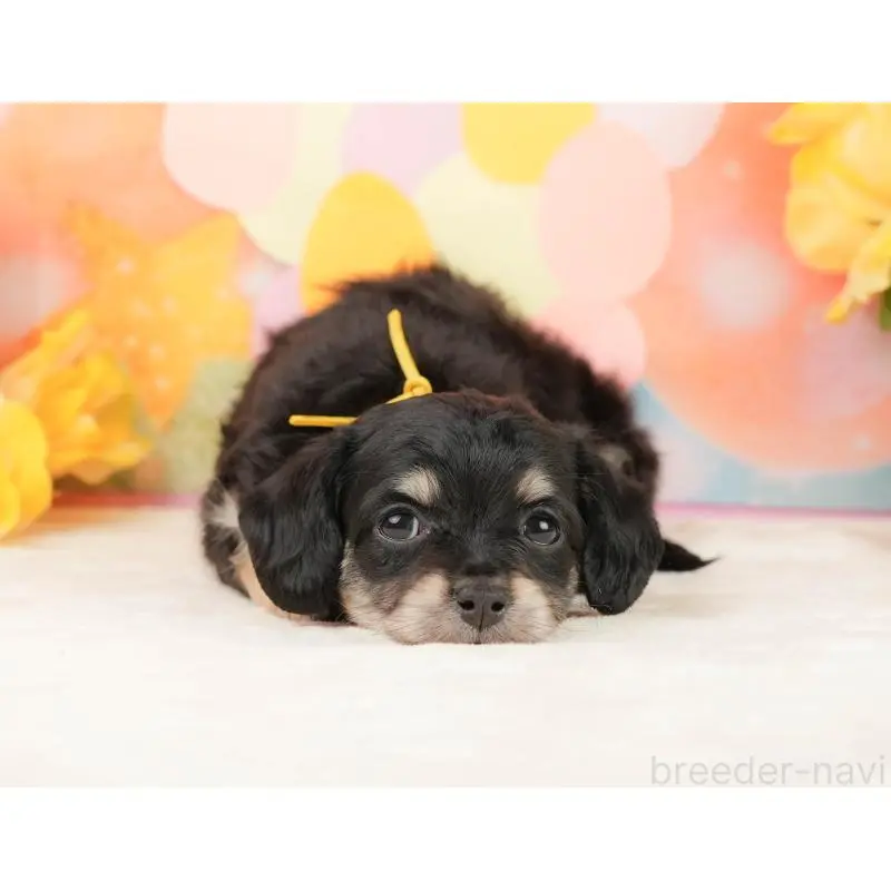 販売中の静岡県のチワックス:チワワ×ミニチュアダックスフンド-452514の6枚目