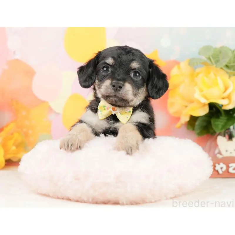 販売中の静岡県のチワックス:チワワ×ミニチュアダックスフンド-452514の5枚目