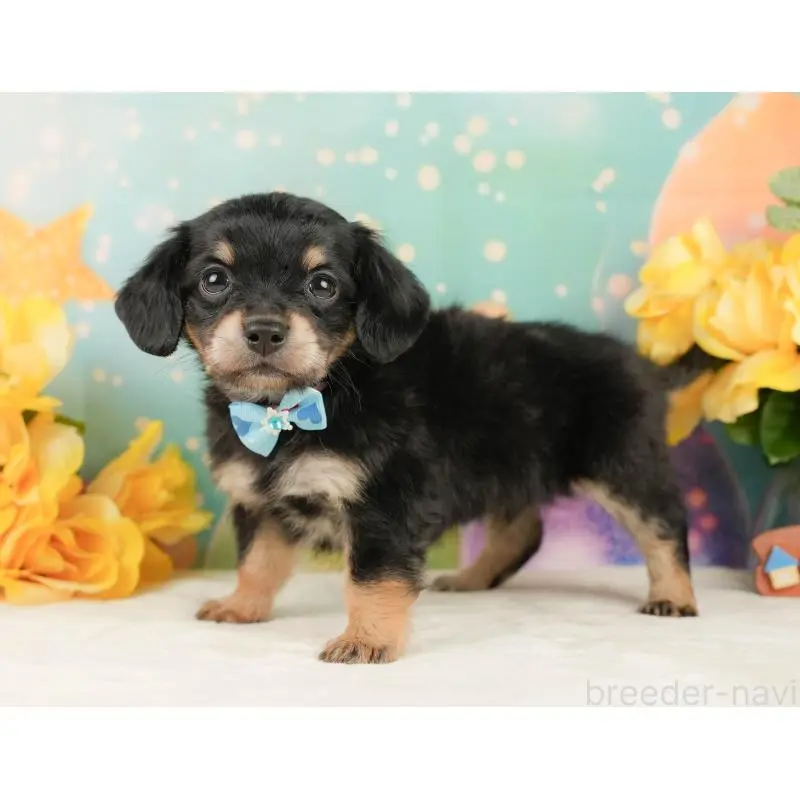 販売中の静岡県のチワックス:チワワ×ミニチュアダックスフンド-452518の11枚目