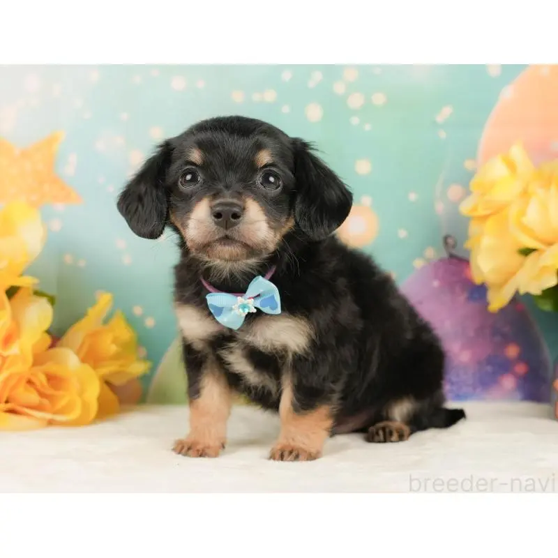 販売中の静岡県のチワックス:チワワ×ミニチュアダックスフンド-452518の10枚目