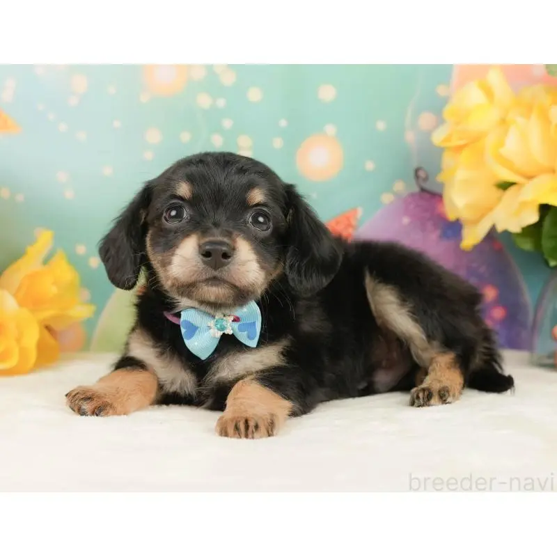 販売中の静岡県のチワックス:チワワ×ミニチュアダックスフンド-452518の9枚目