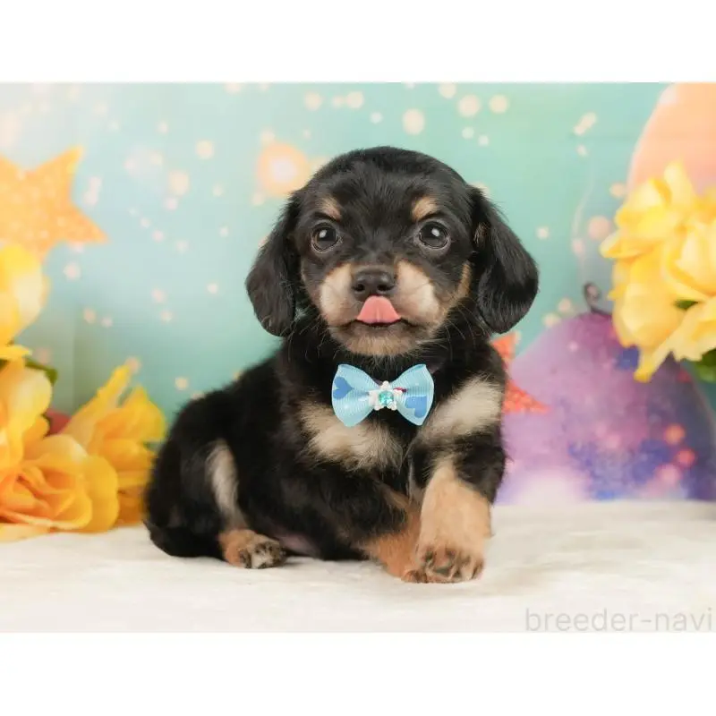 販売中の静岡県のチワックス:チワワ×ミニチュアダックスフンド-452518の8枚目