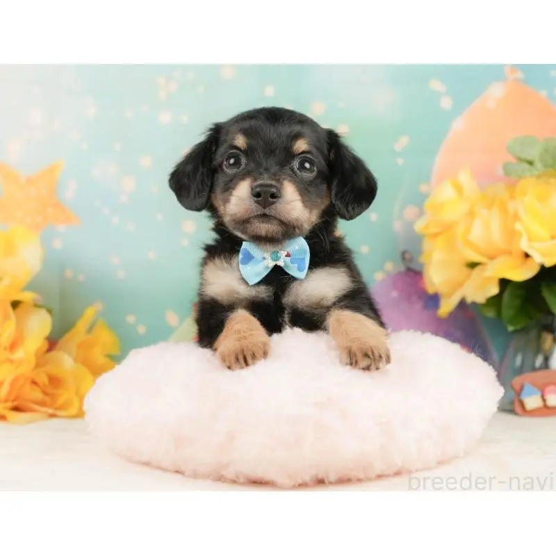 販売中の静岡県のチワックス:チワワ×ミニチュアダックスフンド-452518の7枚目