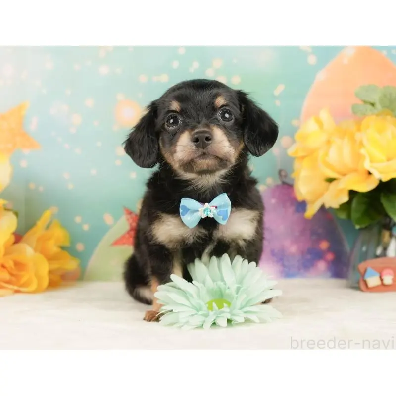 販売中の静岡県のチワックス:チワワ×ミニチュアダックスフンド-452518の6枚目