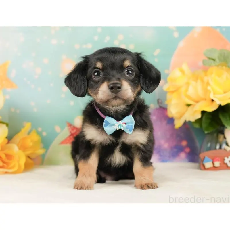 販売中の静岡県のチワックス:チワワ×ミニチュアダックスフンド-452518の5枚目