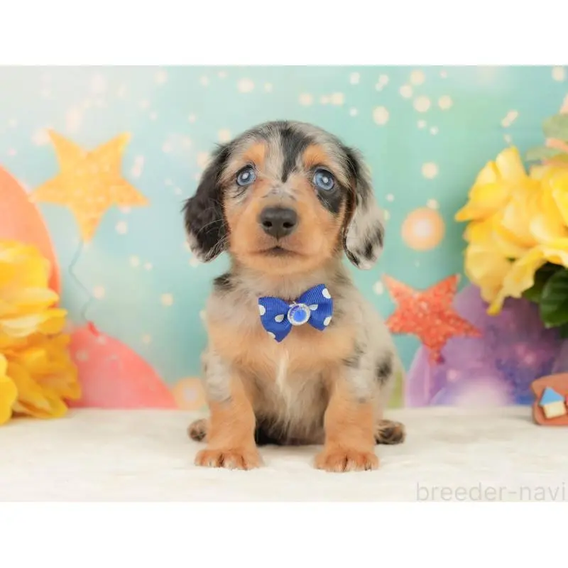 販売中の静岡県のミニチュアダックスフンド(ロングヘアード)-452524の11枚目