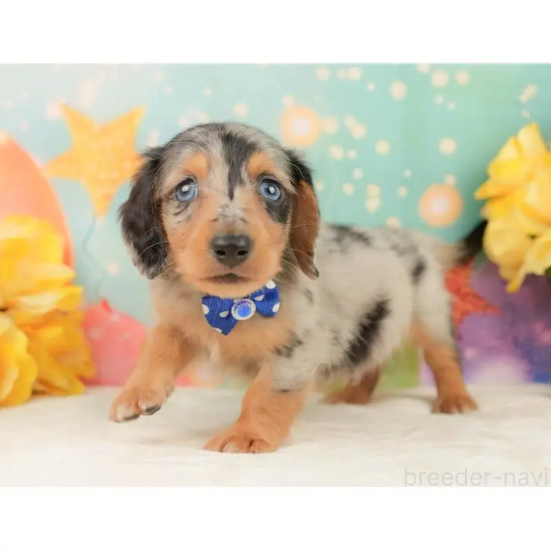 販売中の静岡県のミニチュアダックスフンド(ロングヘアード)-452524の10枚目