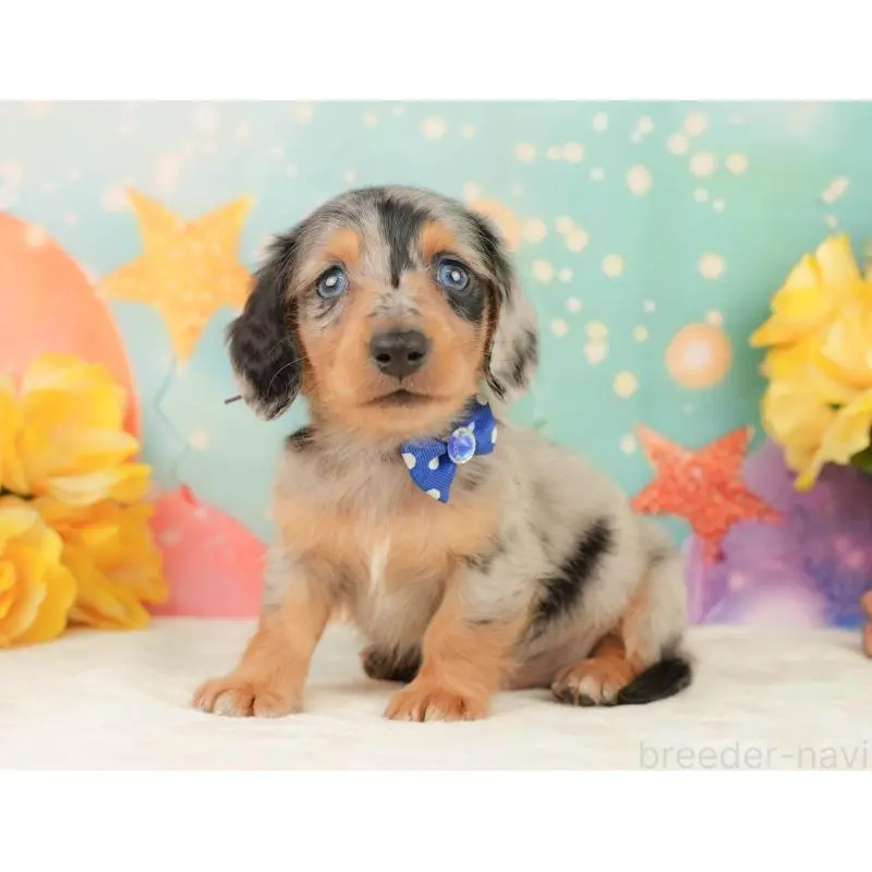 販売中の静岡県のミニチュアダックスフンド(ロングヘアード)-452524の9枚目