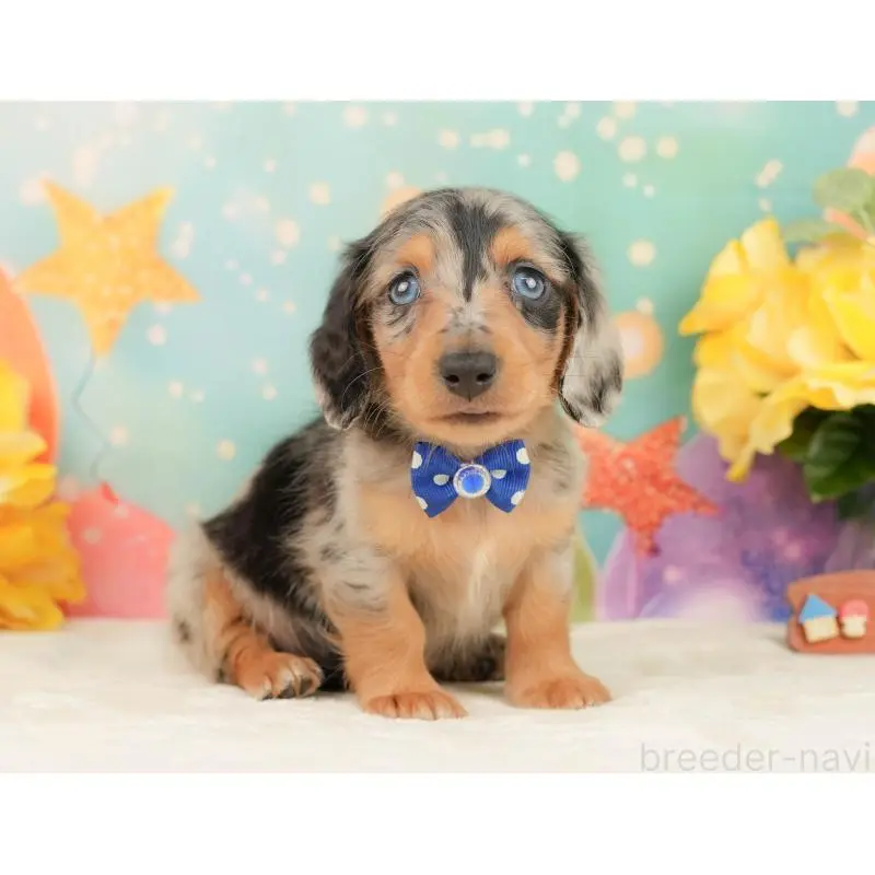 販売中の静岡県のミニチュアダックスフンド(ロングヘアード)-452524の8枚目