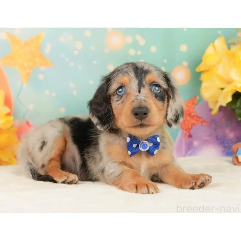 販売中の静岡県のミニチュアダックスフンド(ロングヘアード)-452524の7枚目