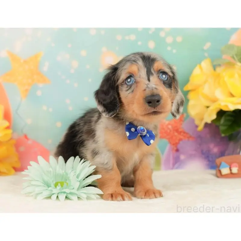 販売中の静岡県のミニチュアダックスフンド(ロングヘアード)-452524の6枚目