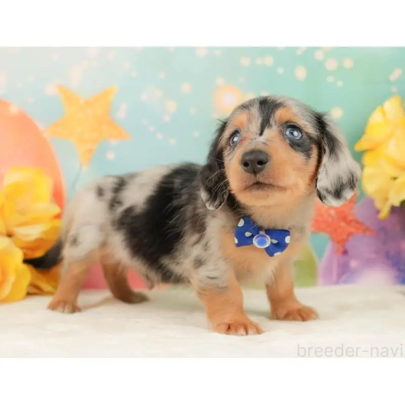 販売中の静岡県のミニチュアダックスフンド(ロングヘアード)-452524の5枚目