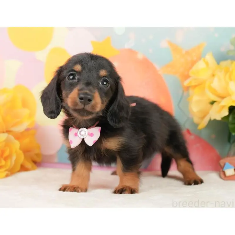 販売中の静岡県のミニチュアダックスフンド(ロングヘアード)-452525の11枚目