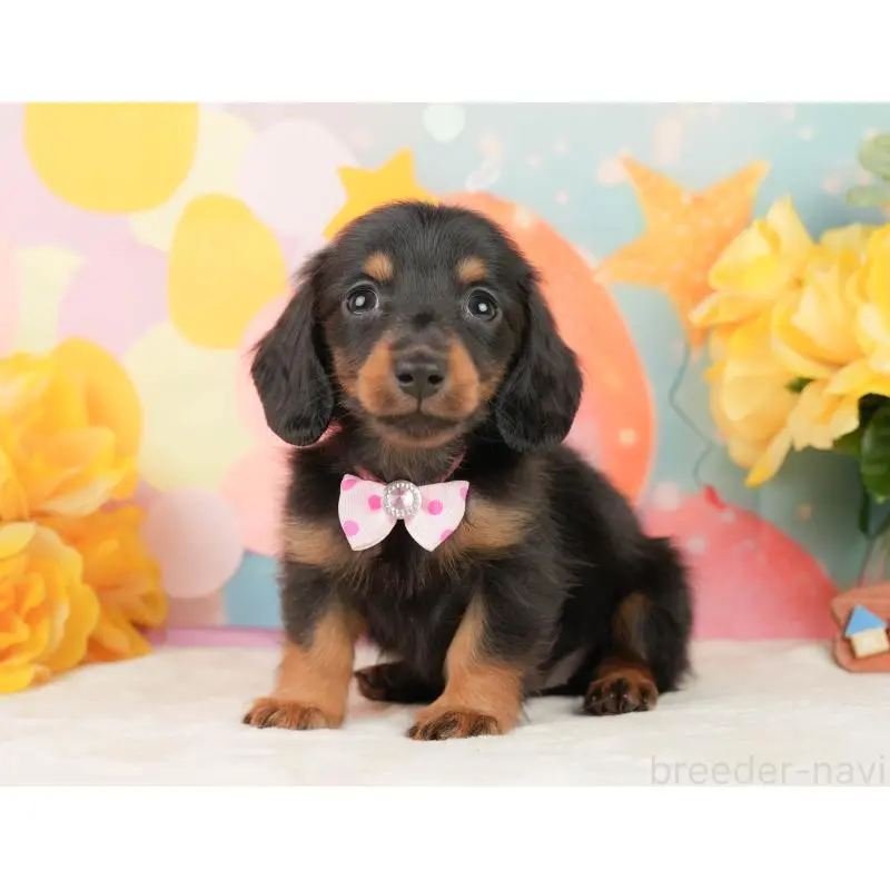 販売中の静岡県のミニチュアダックスフンド(ロングヘアード)-452525の10枚目