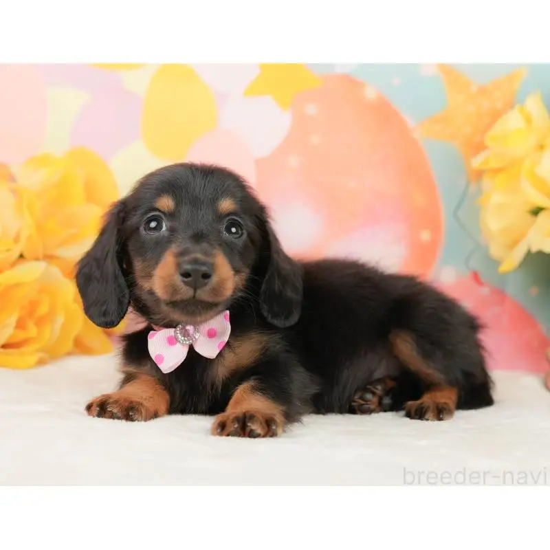 販売中の静岡県のミニチュアダックスフンド(ロングヘアード)-452525の9枚目