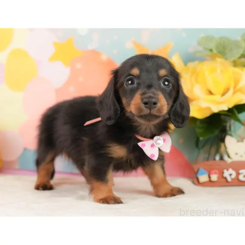 販売中の静岡県のミニチュアダックスフンド(ロングヘアード)-452525の8枚目