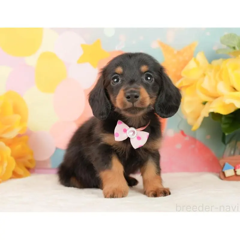 販売中の静岡県のミニチュアダックスフンド(ロングヘアード)-452525の7枚目