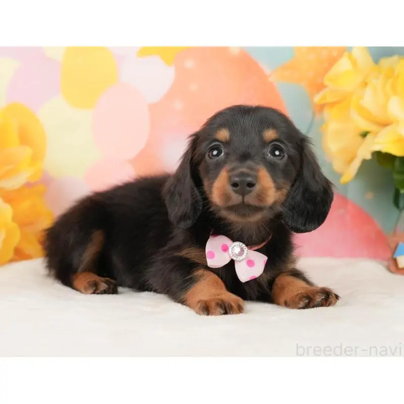 販売中の静岡県のミニチュアダックスフンド(ロングヘアード)-452525の6枚目