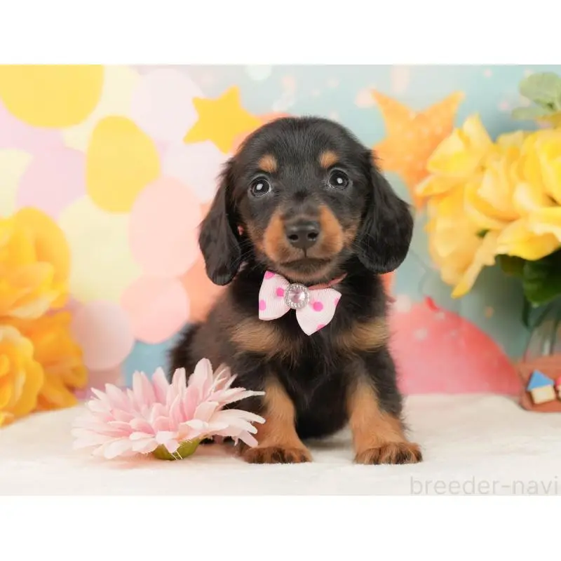 販売中の静岡県のミニチュアダックスフンド(ロングヘアード)-452525の5枚目