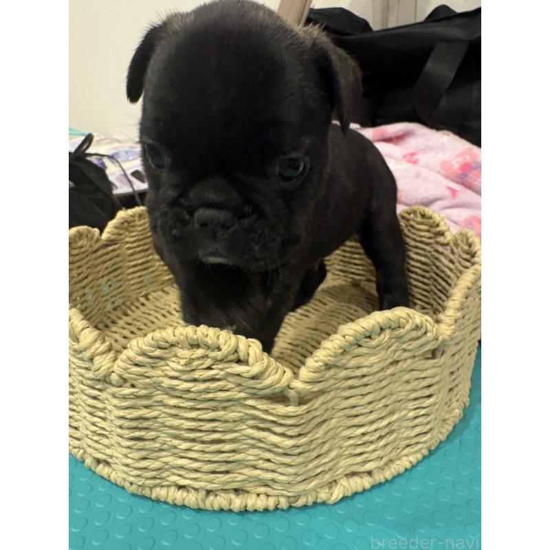 販売中の静岡県のフレンチブルドッグ-444320の12枚目