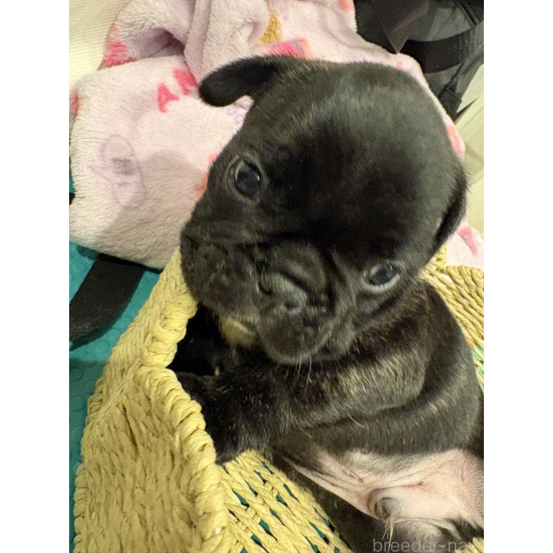 販売中の静岡県のフレンチブルドッグ-444320の11枚目