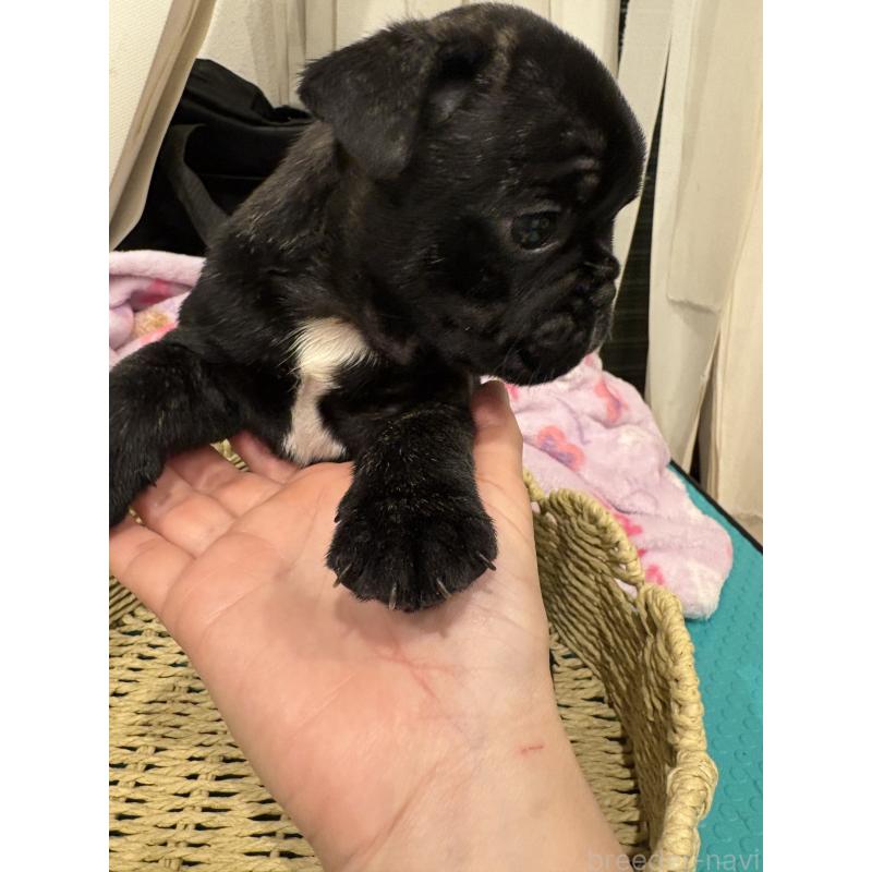 販売中の静岡県のフレンチブルドッグ-444320の10枚目