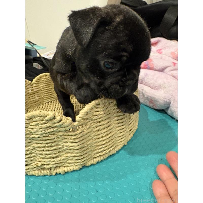 販売中の静岡県のフレンチブルドッグ-444320の9枚目