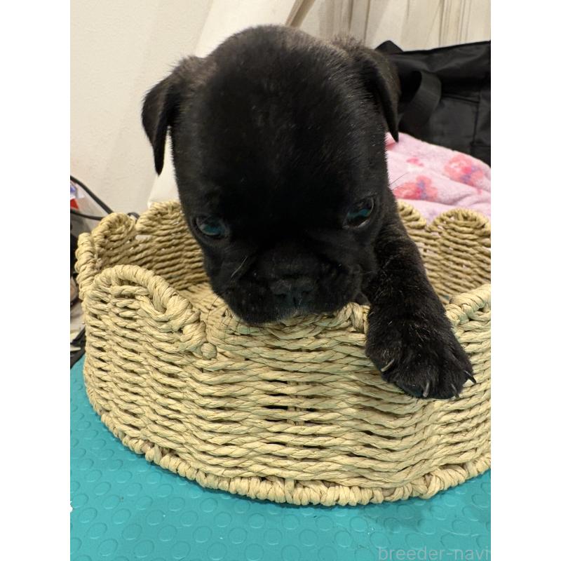 販売中の静岡県のフレンチブルドッグ-444320の8枚目