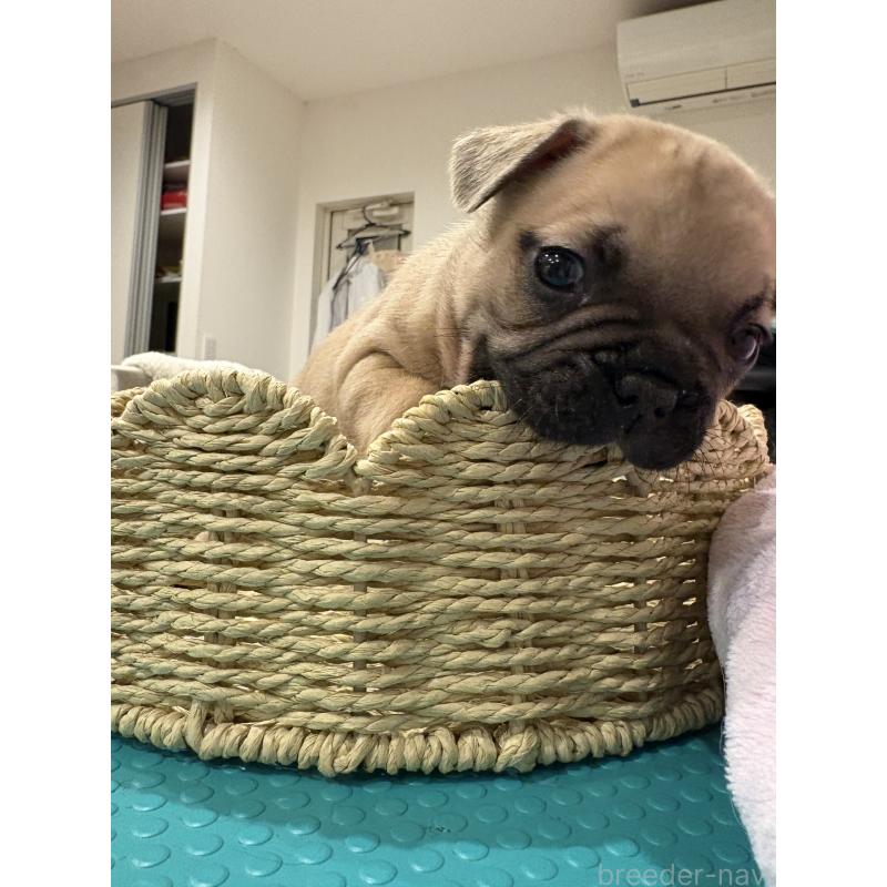 販売中の静岡県のフレンチブルドッグ-444318の10枚目