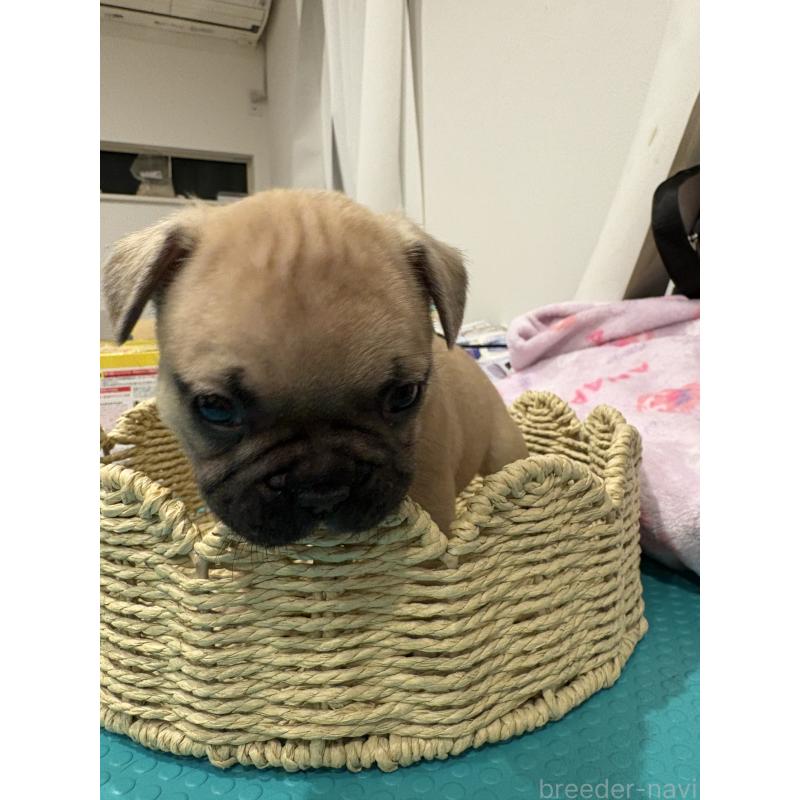 販売中の静岡県のフレンチブルドッグ-444318の9枚目