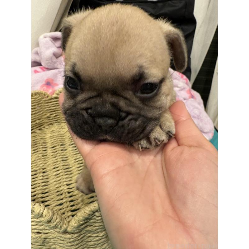 販売中の静岡県のフレンチブルドッグ-444318の7枚目