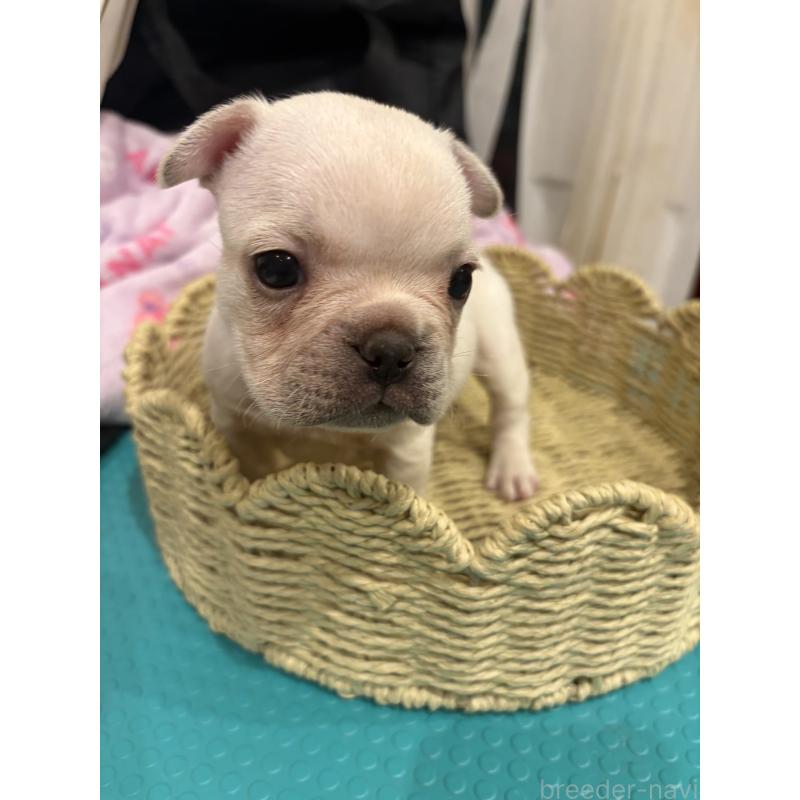 商談中の静岡県のフレンチブルドッグ-444315の7枚目