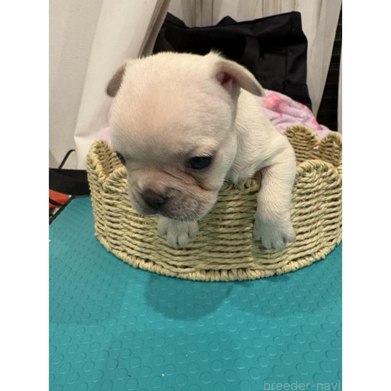 商談中の静岡県のフレンチブルドッグ-444315の6枚目