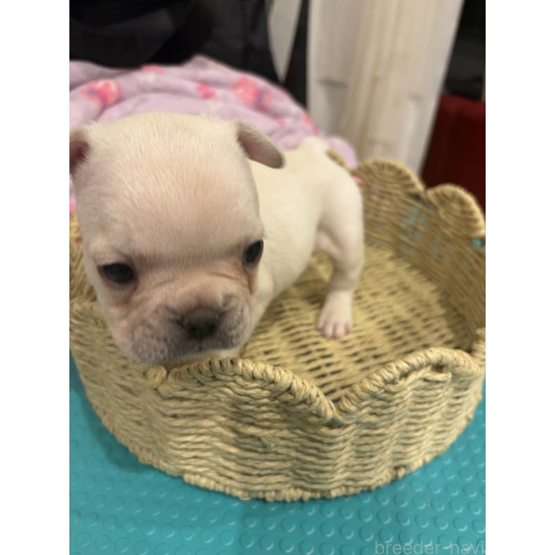 商談中の静岡県のフレンチブルドッグ-444315の5枚目